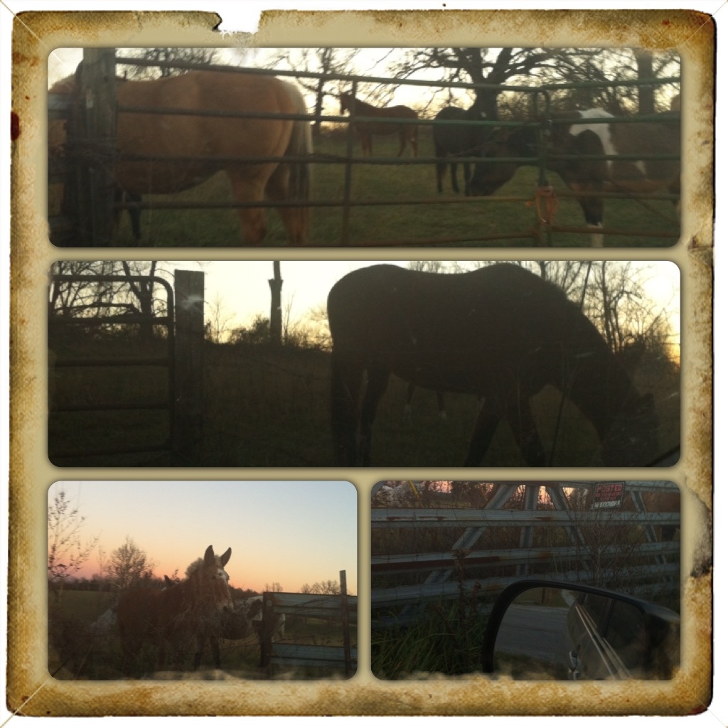 Horses around the gate